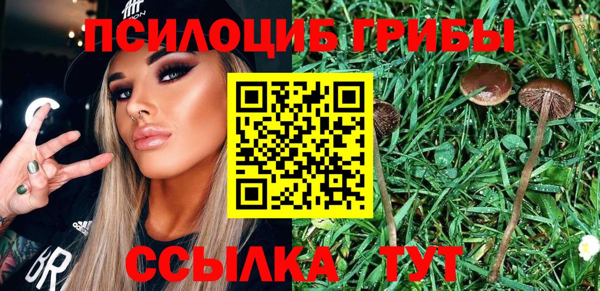 Галлюциногенные грибы Psilocybe  Вход с VPN  Владимир 